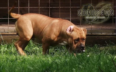 AMERICAN BULLY